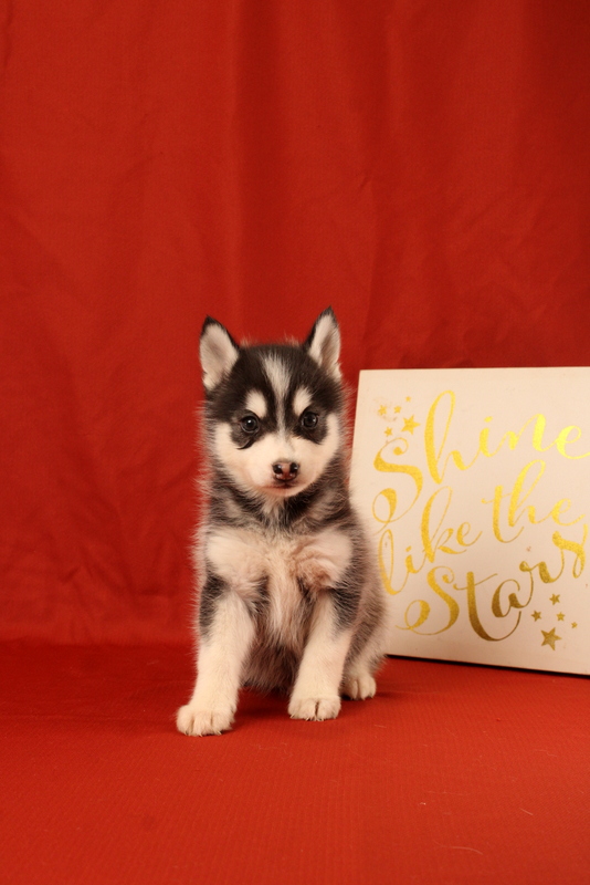 puppy, for, sale, Pomsky, Matthew B. Stoltzfus, dog, breeder, Gap, PA, dog-breeder, puppy-for-sale, forsale, nearby, find, puppyfind, locator, puppylocator, aca